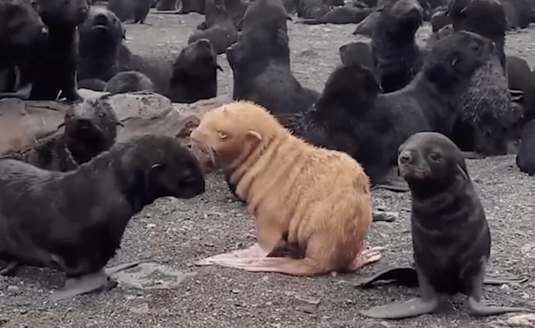 Albino Fur Seal Making Fans Worldwide